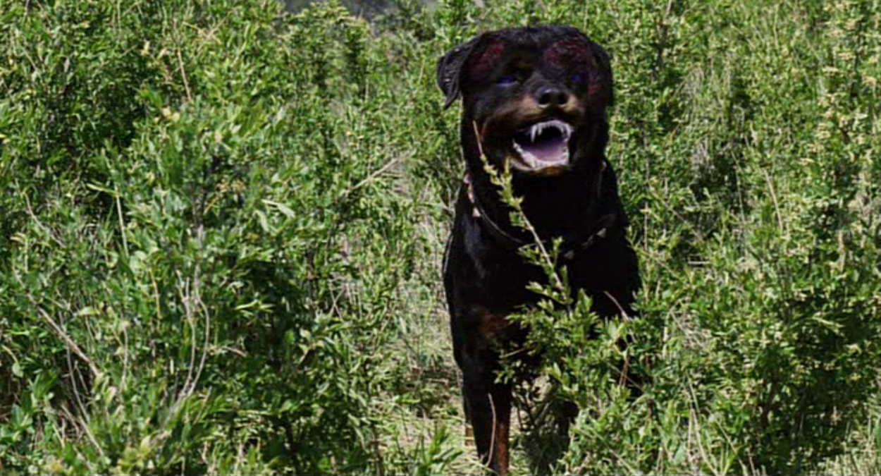 Rottweiler-image-06.jpg