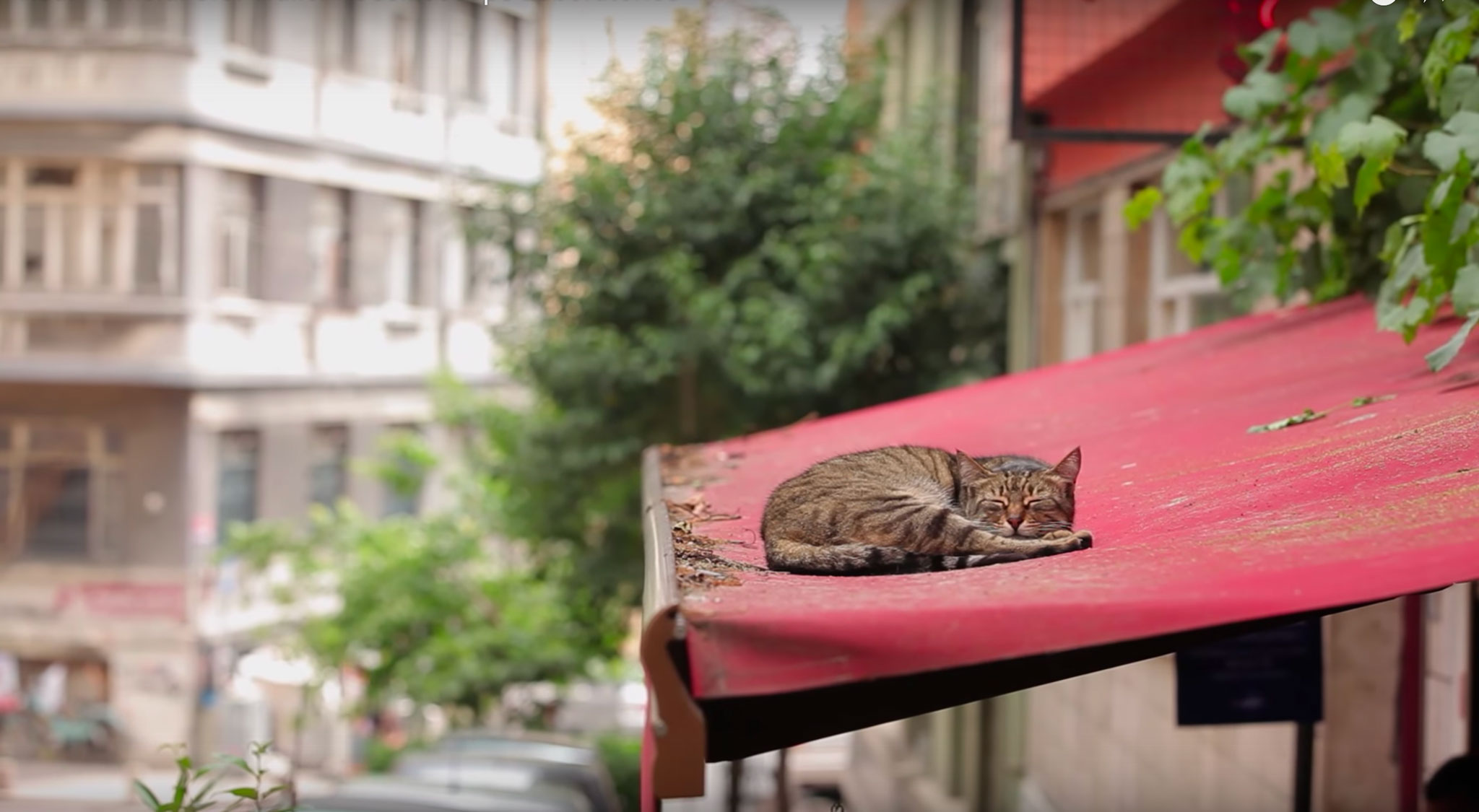 Kedi6.jpg