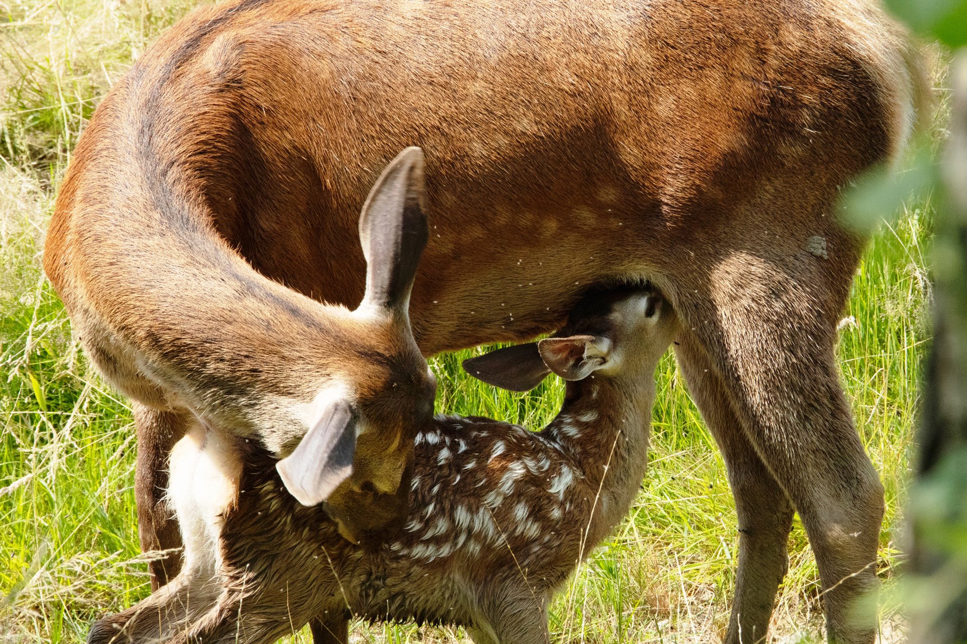 bambi-l-histoire-d-une-vie-dans-les-bois-03.jpg