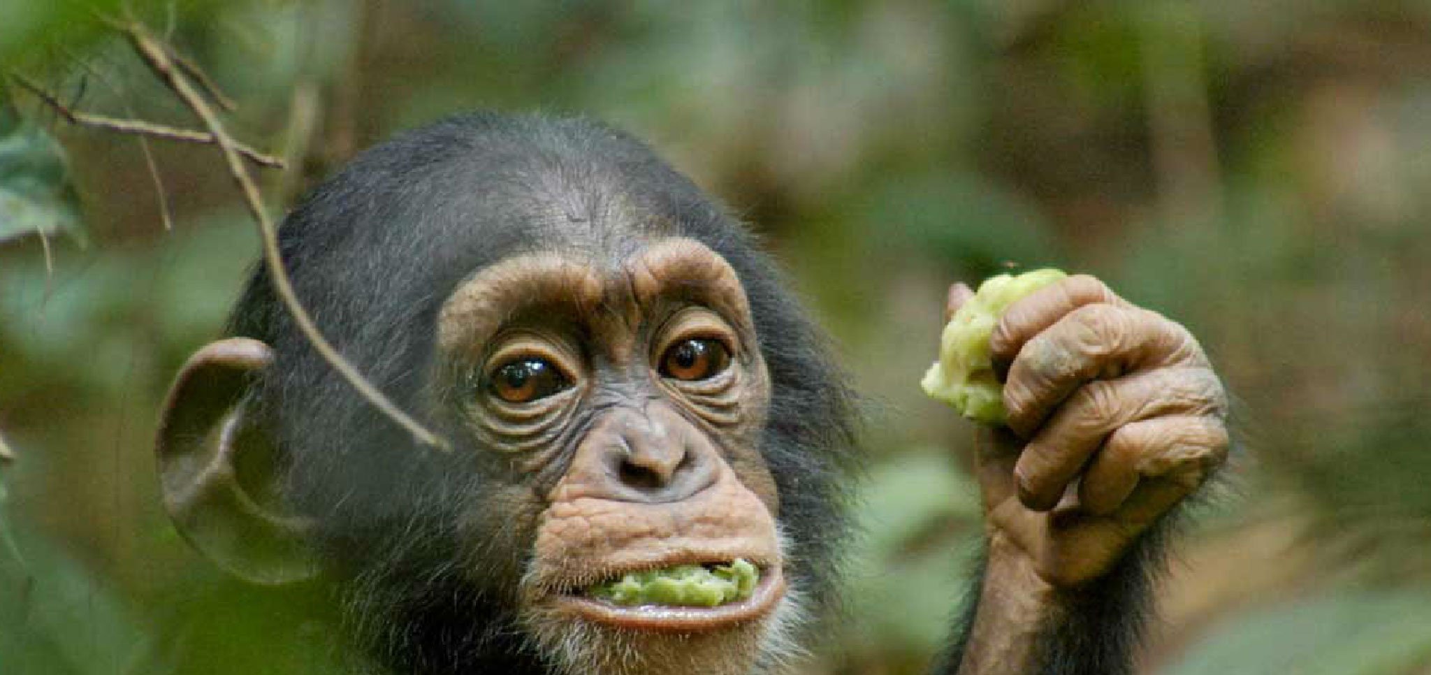 Chimpanzee5_2048.jpg