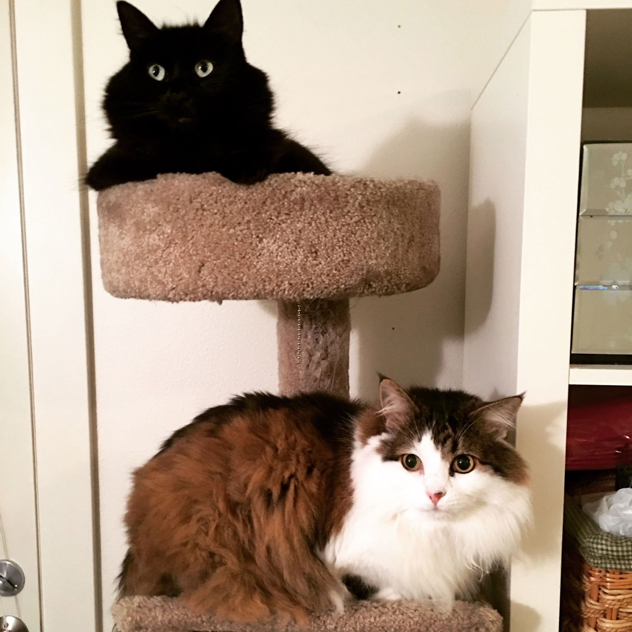 Kedi8.jpg