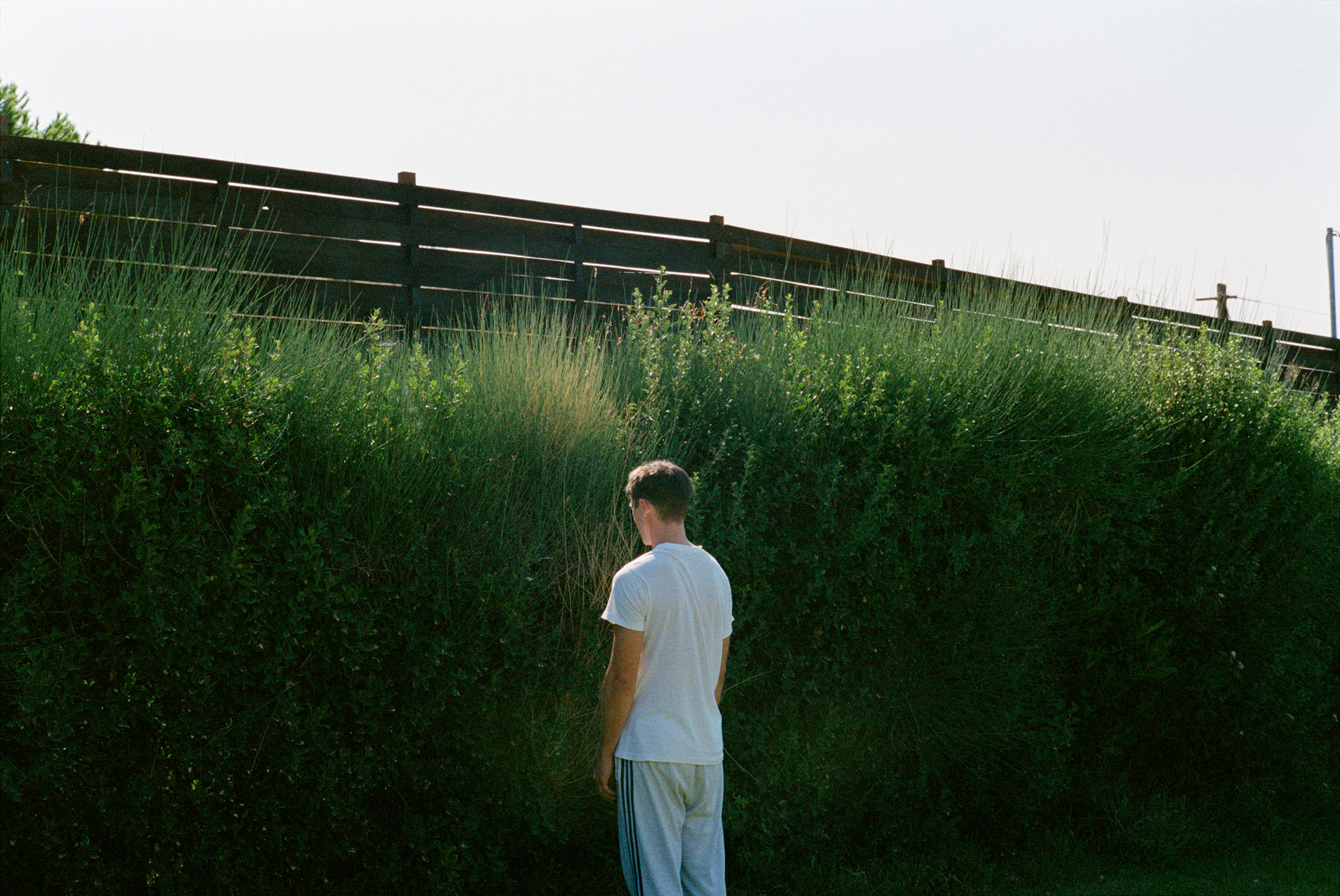 dogtooth-04.jpg