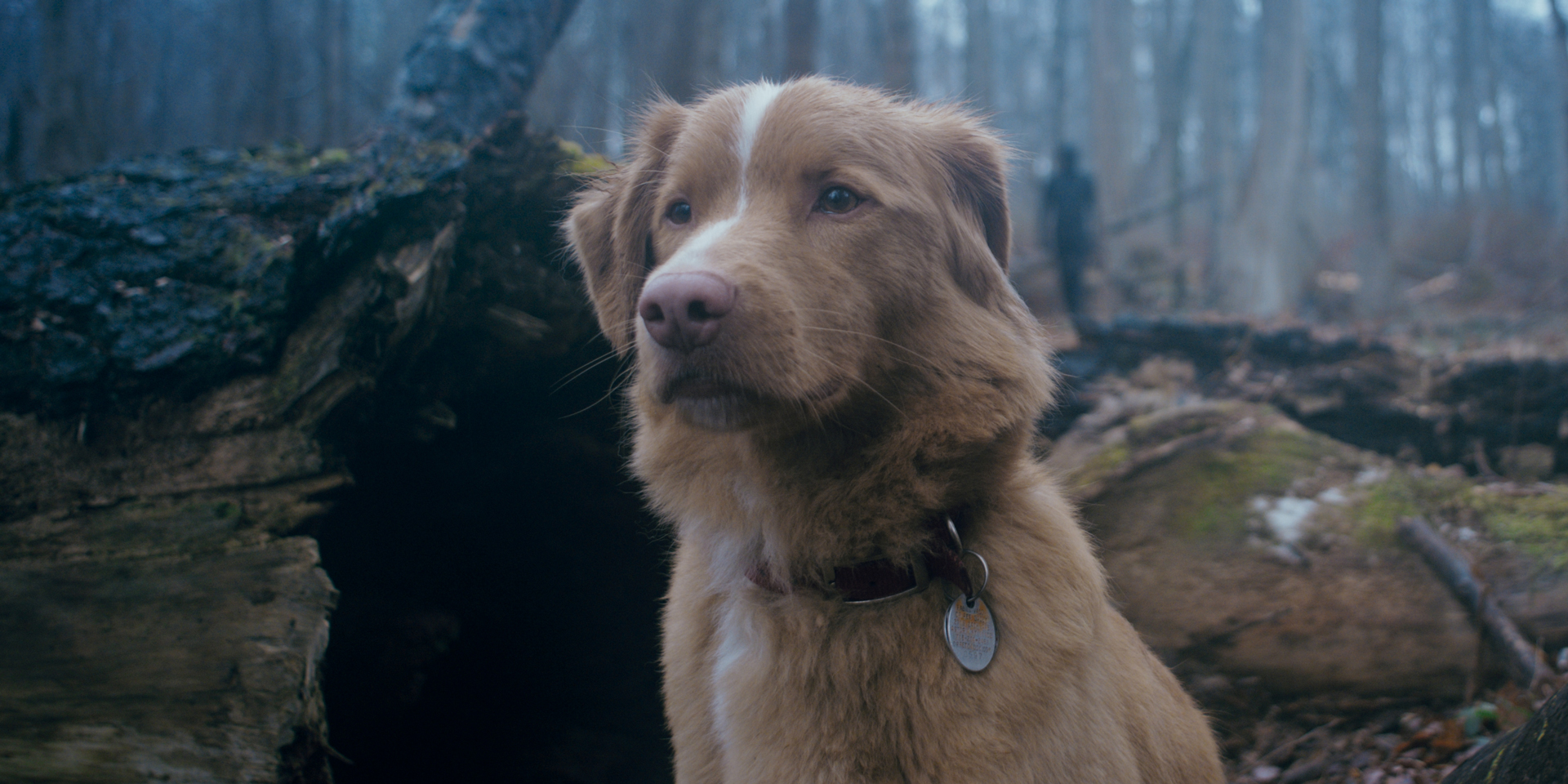 good-boy-02.jpg
