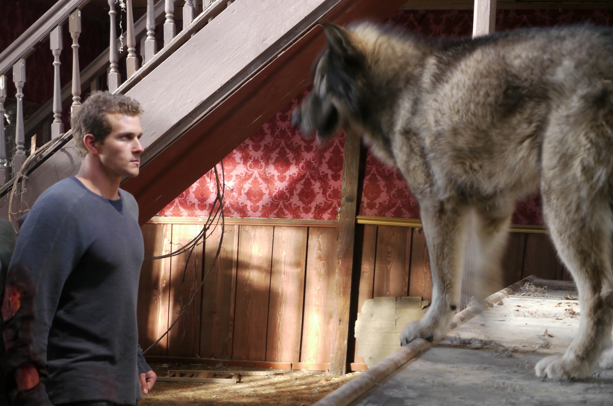 Wolf-Town-image4.jpg