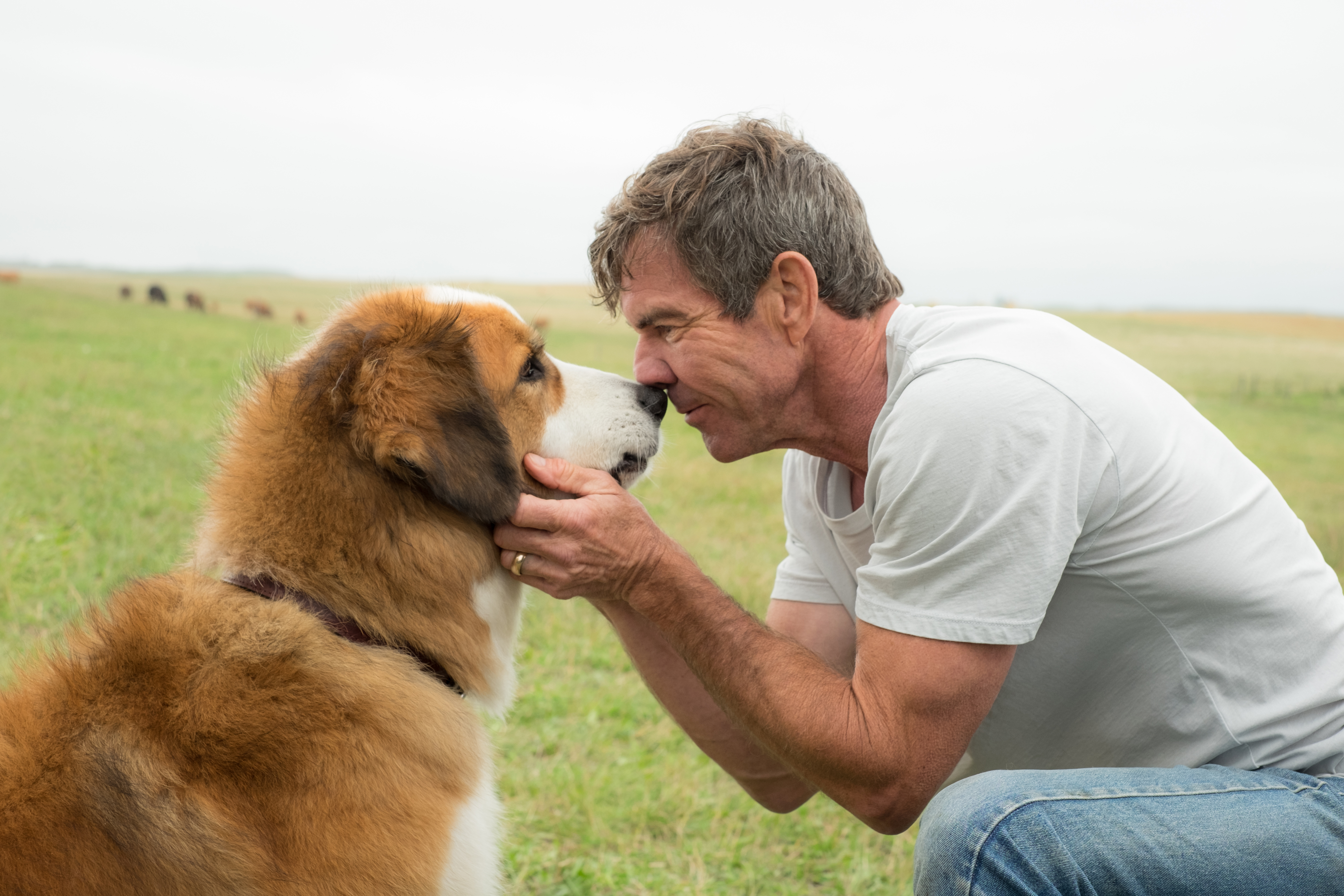 DogsPurpose_DennisQuaid_4.jpg