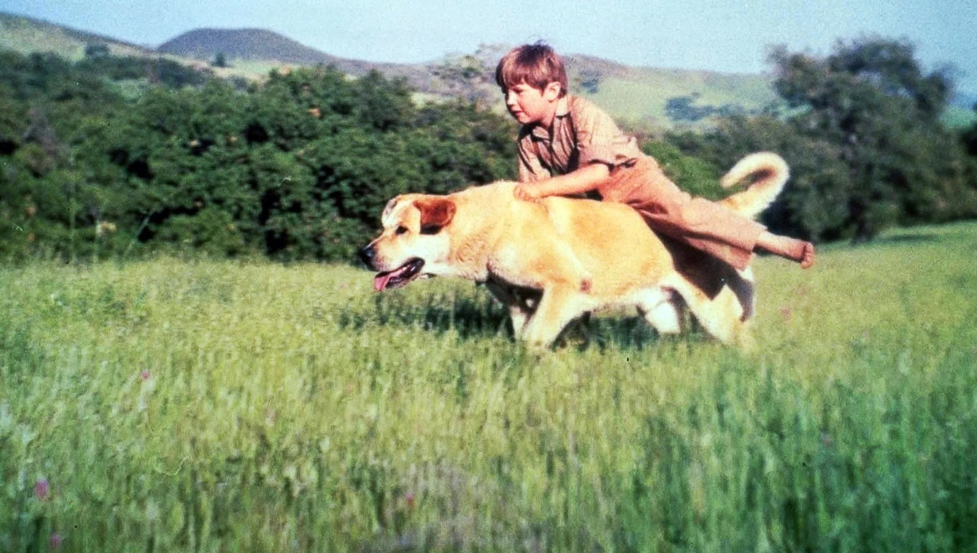 Old-Yeller-image3.jpg