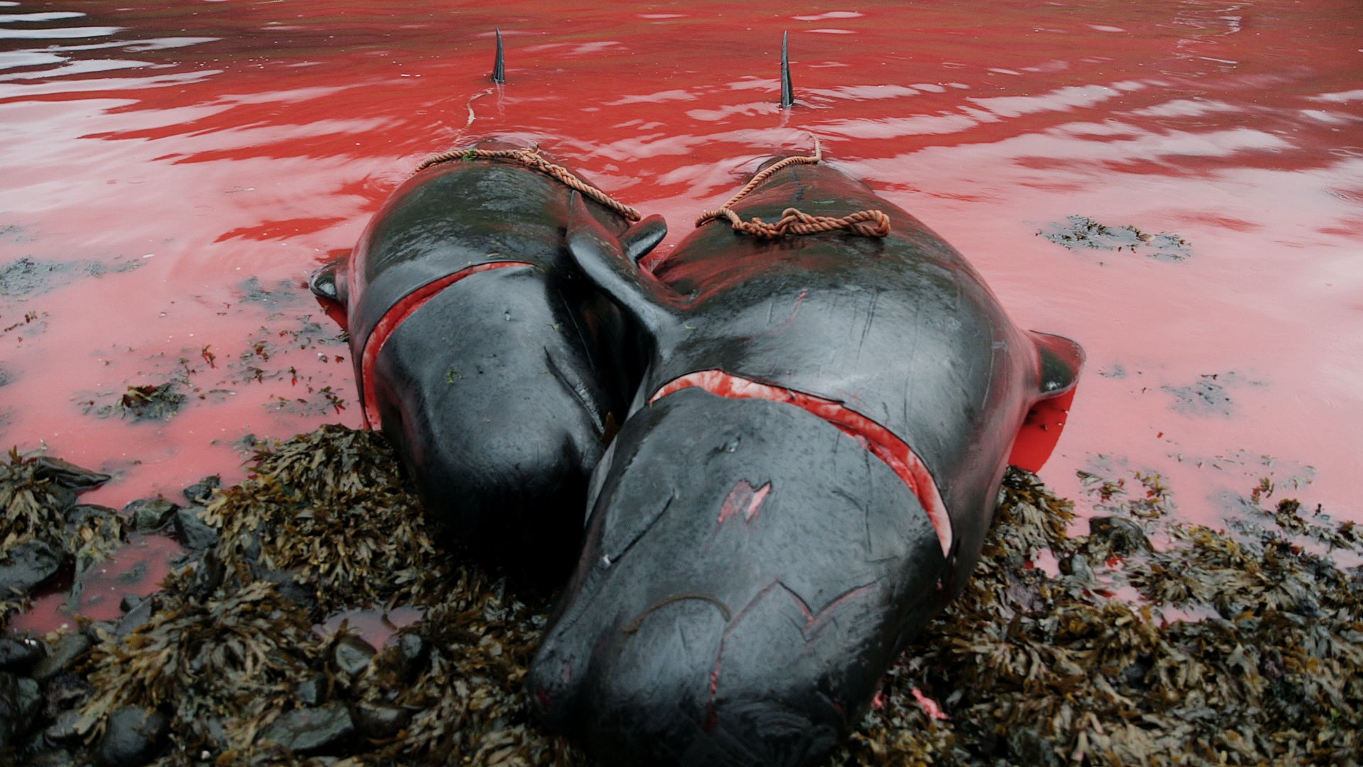 a-taste-of-whale-02.jpg