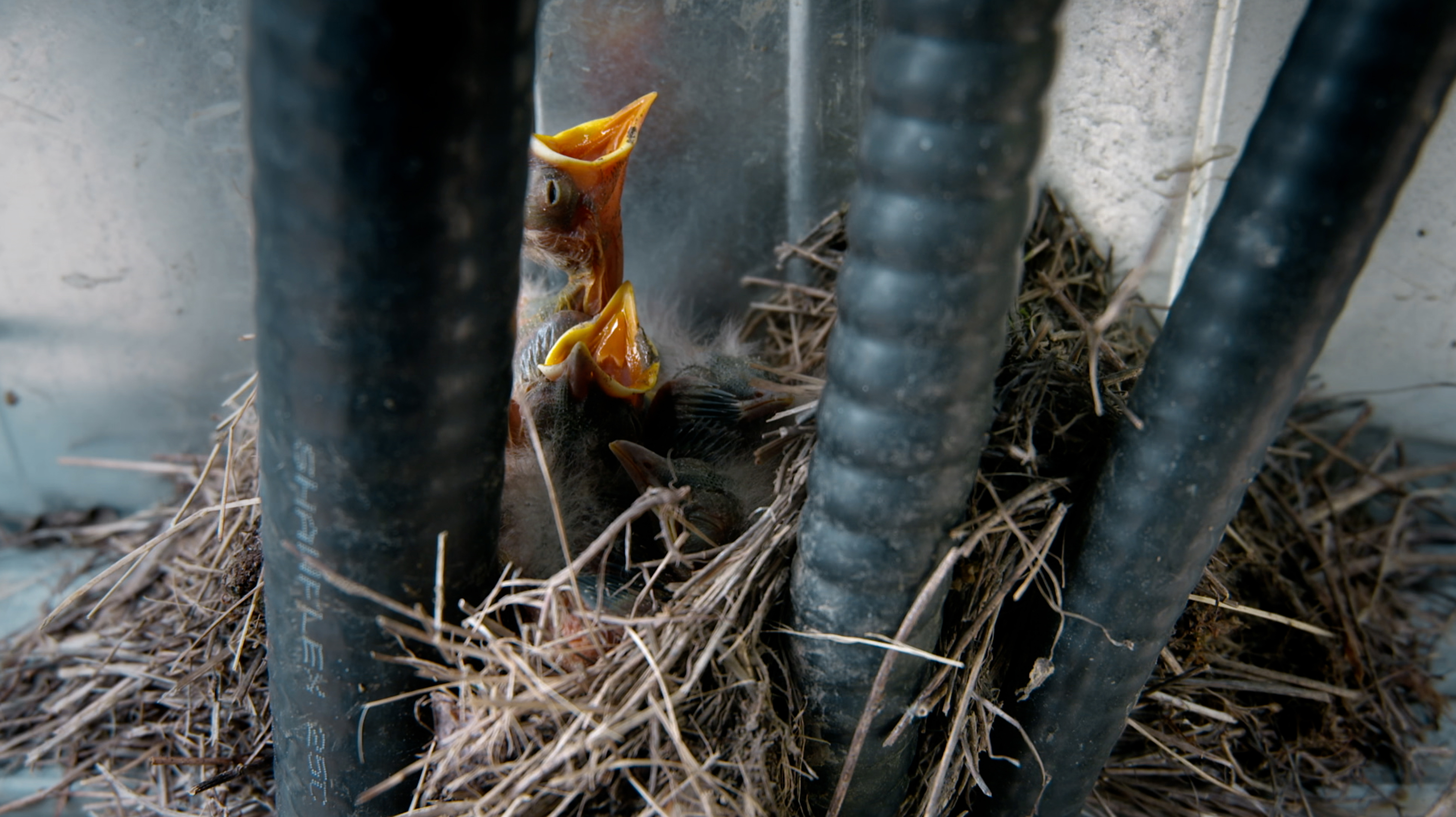 3_Robin_baby_nest_industry.jpg