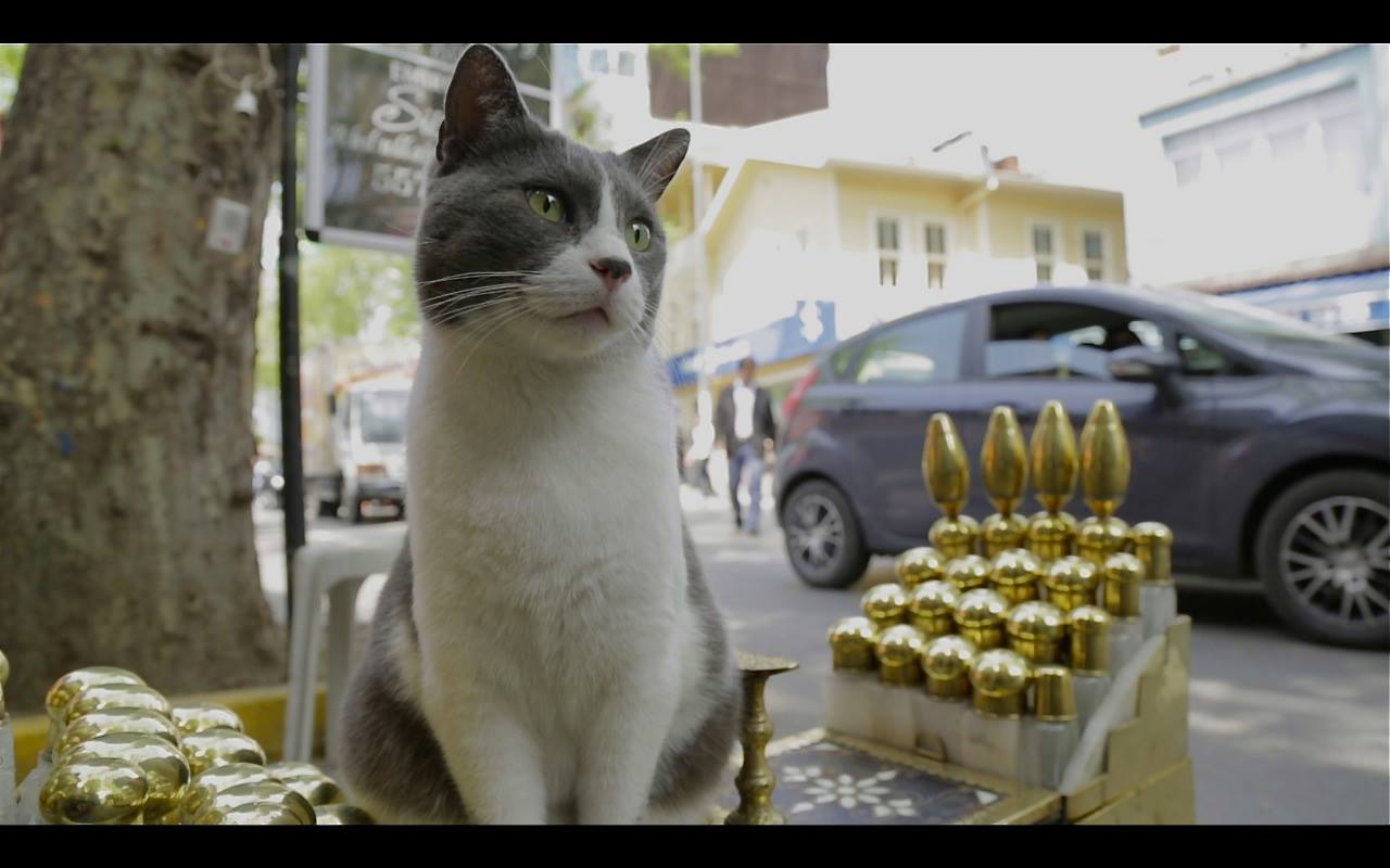 Kedi4.jpeg