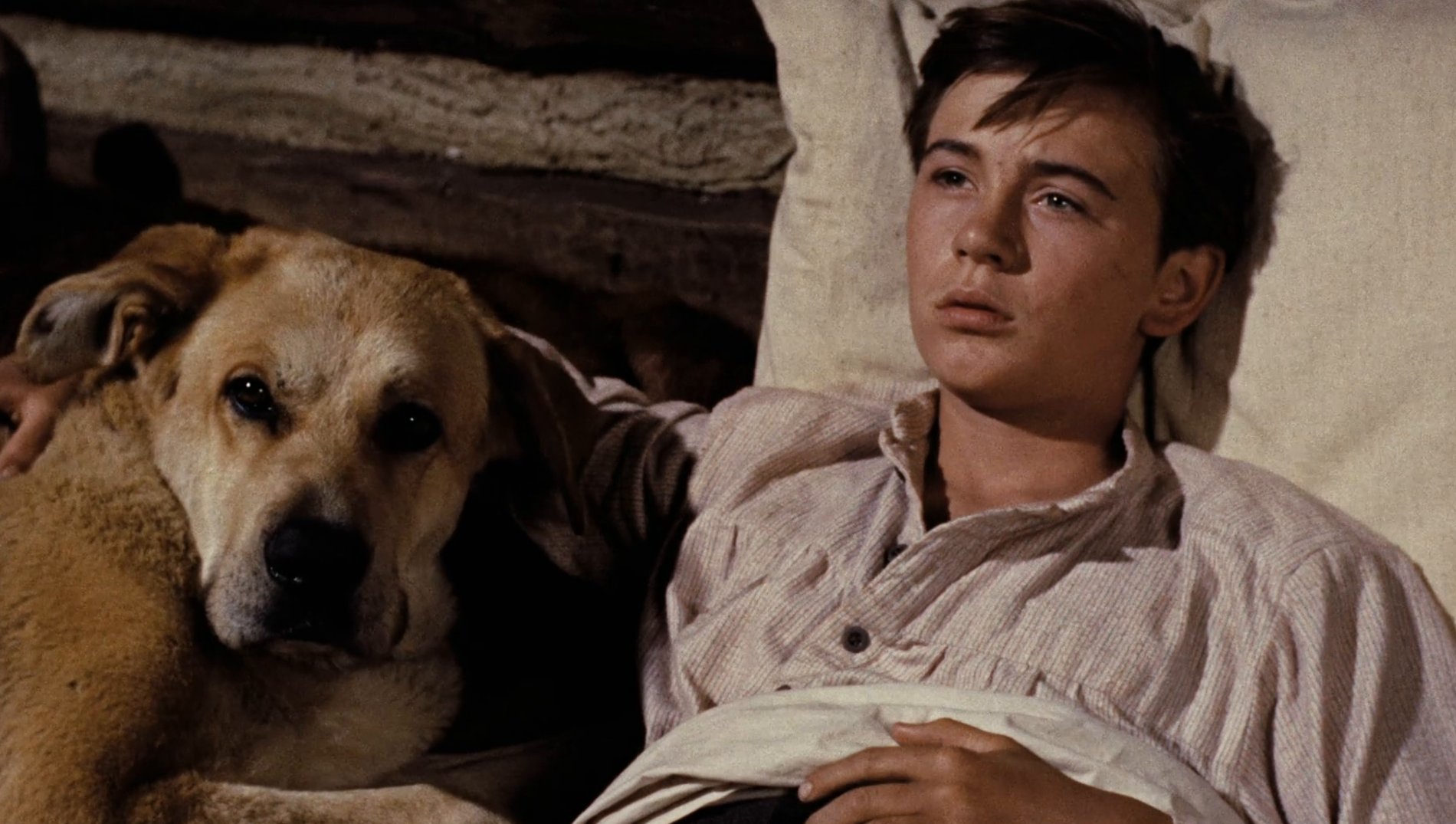 Old-Yeller-image4.png