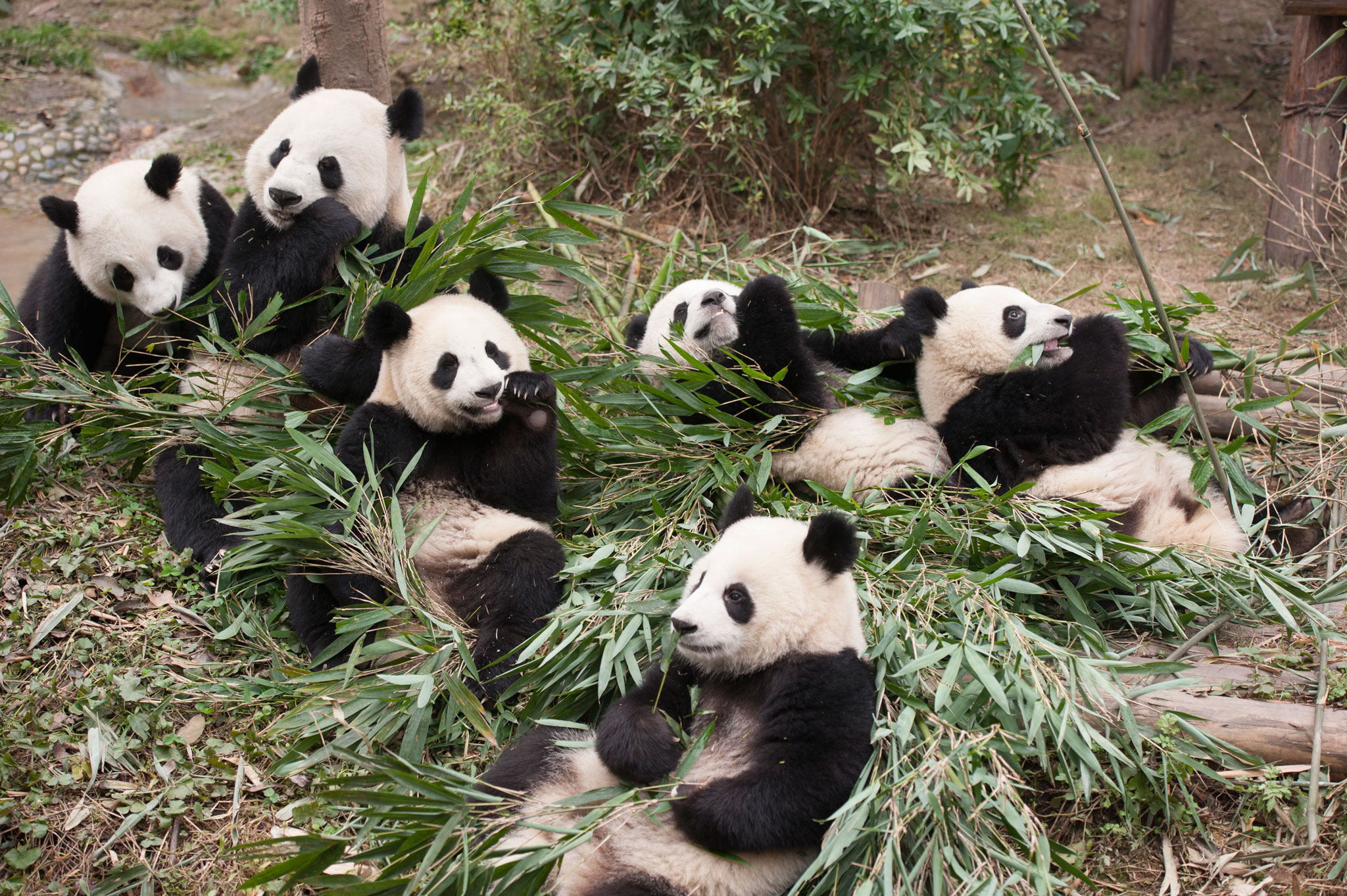 Pandas7.jpg