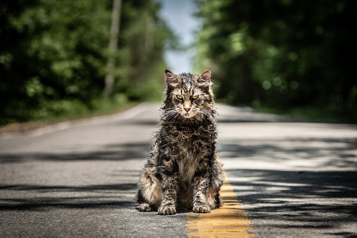 PetSematary5HD.jpg