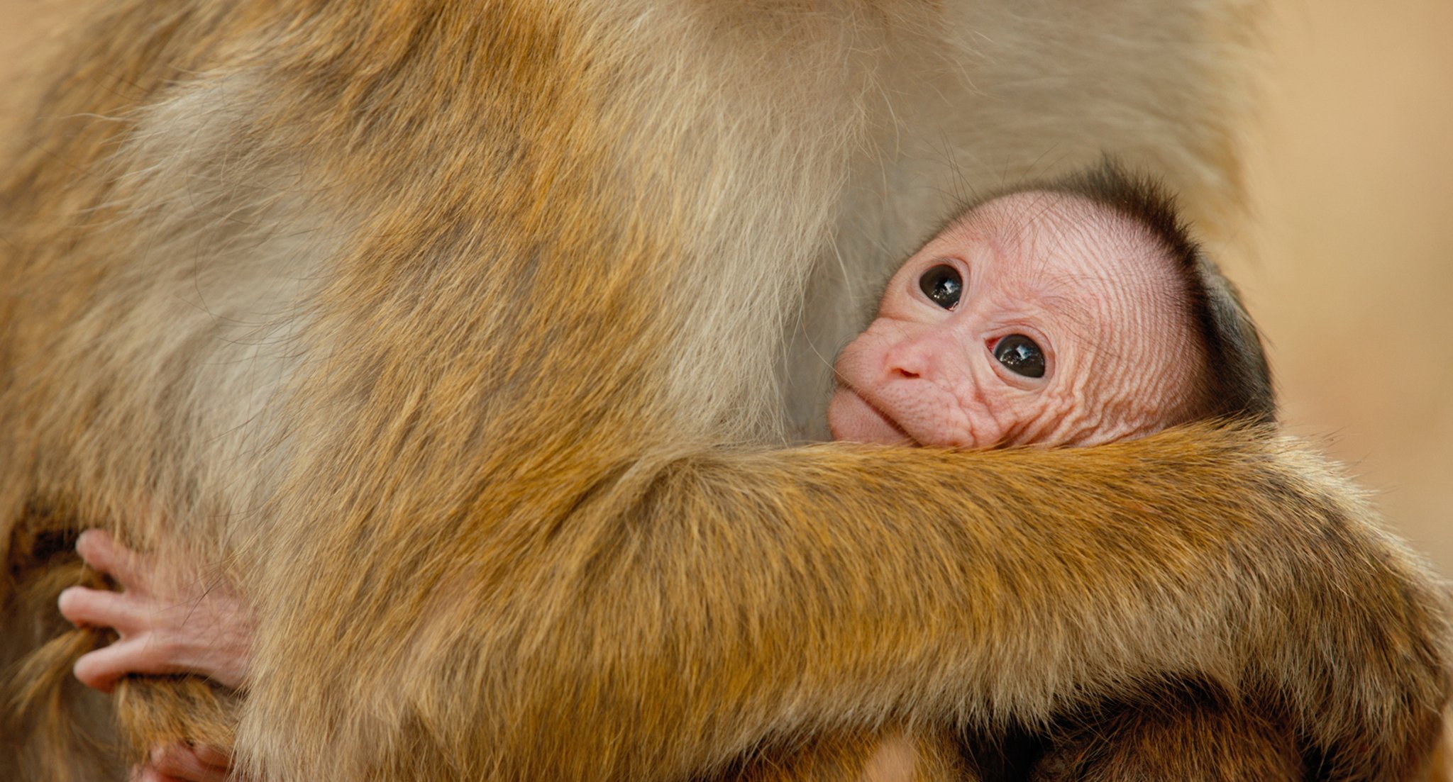 MonkeyKingdom2_2048.jpg