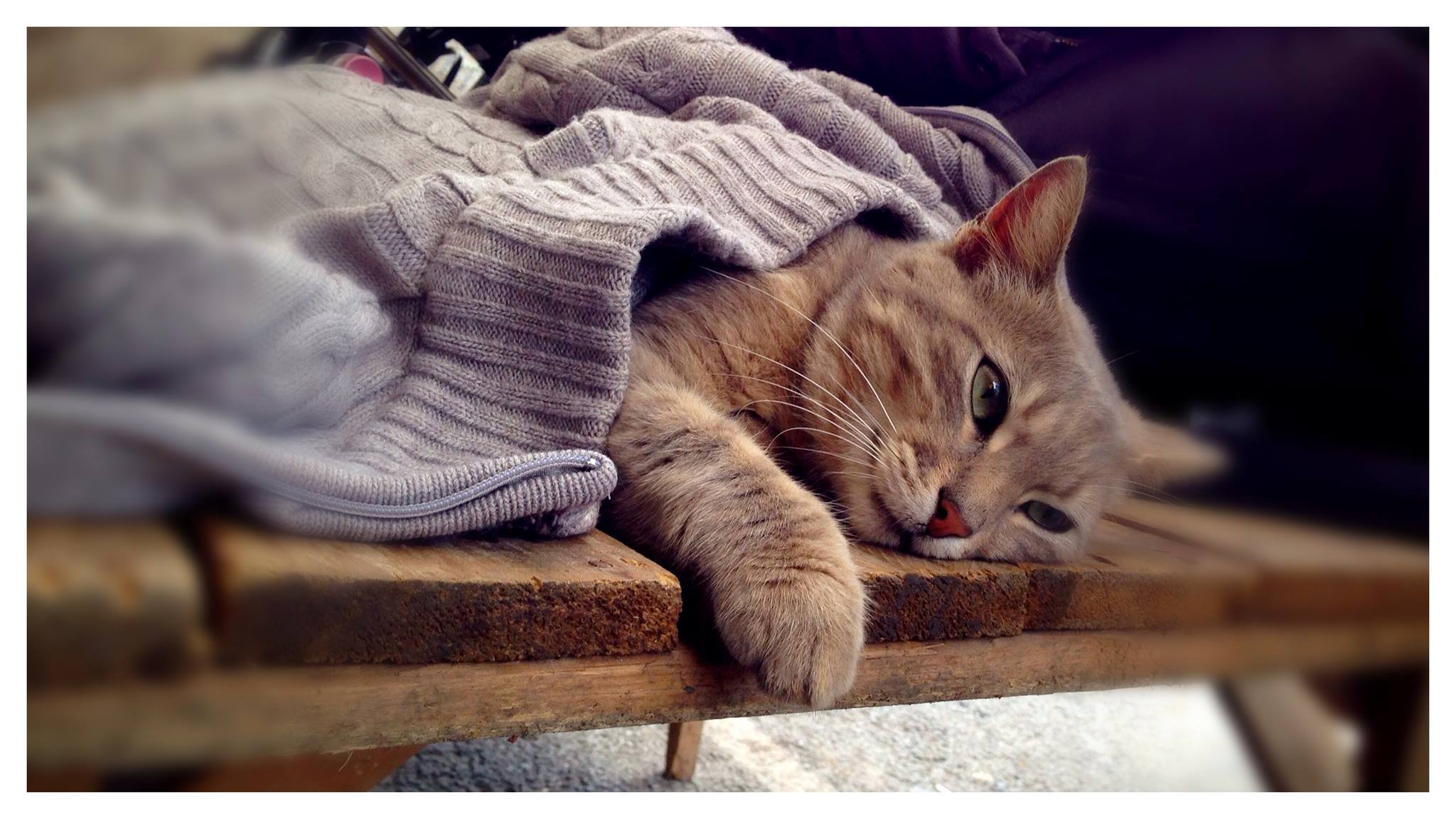 Kedi2.jpeg