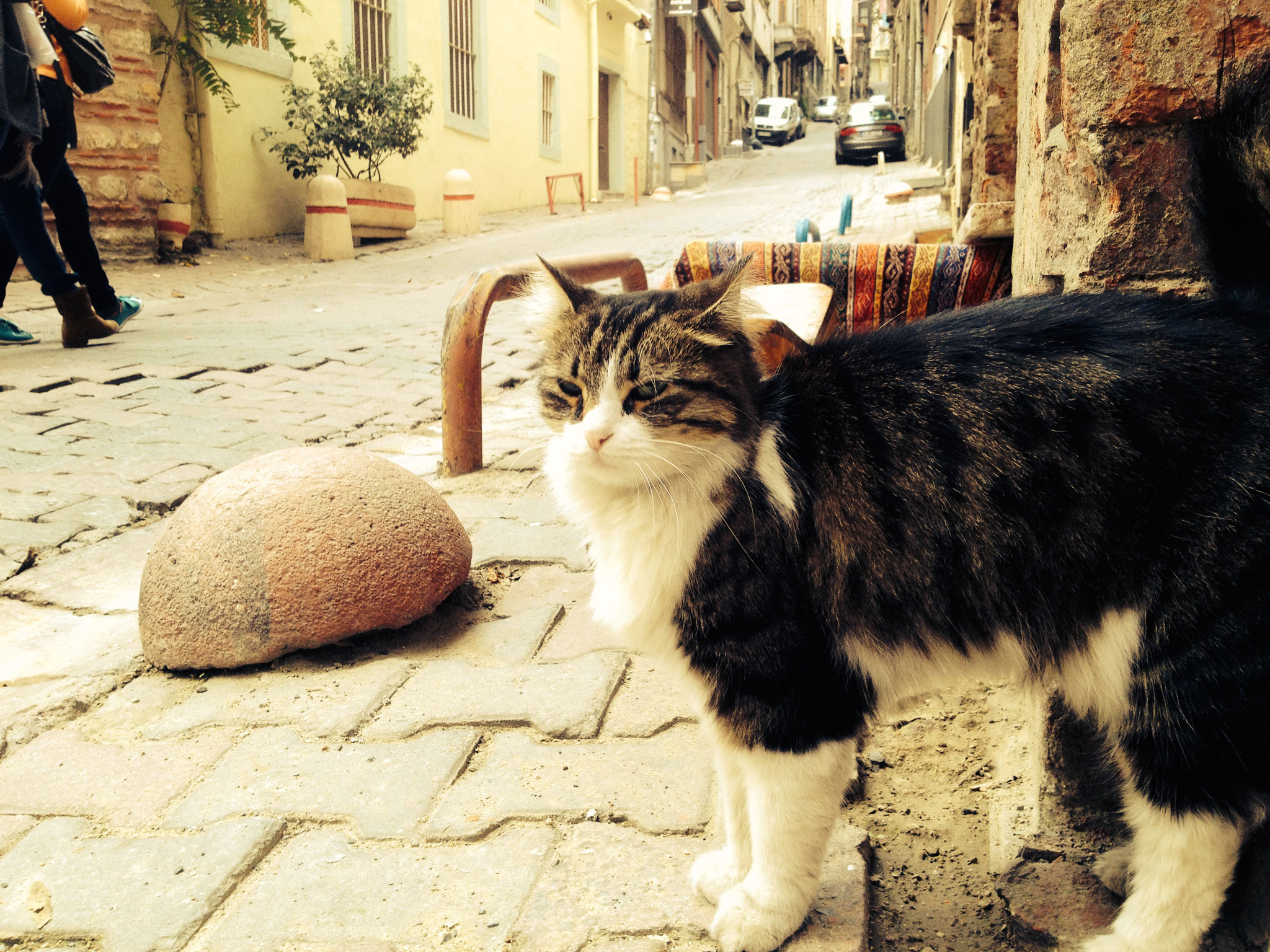 Kedi7.jpg