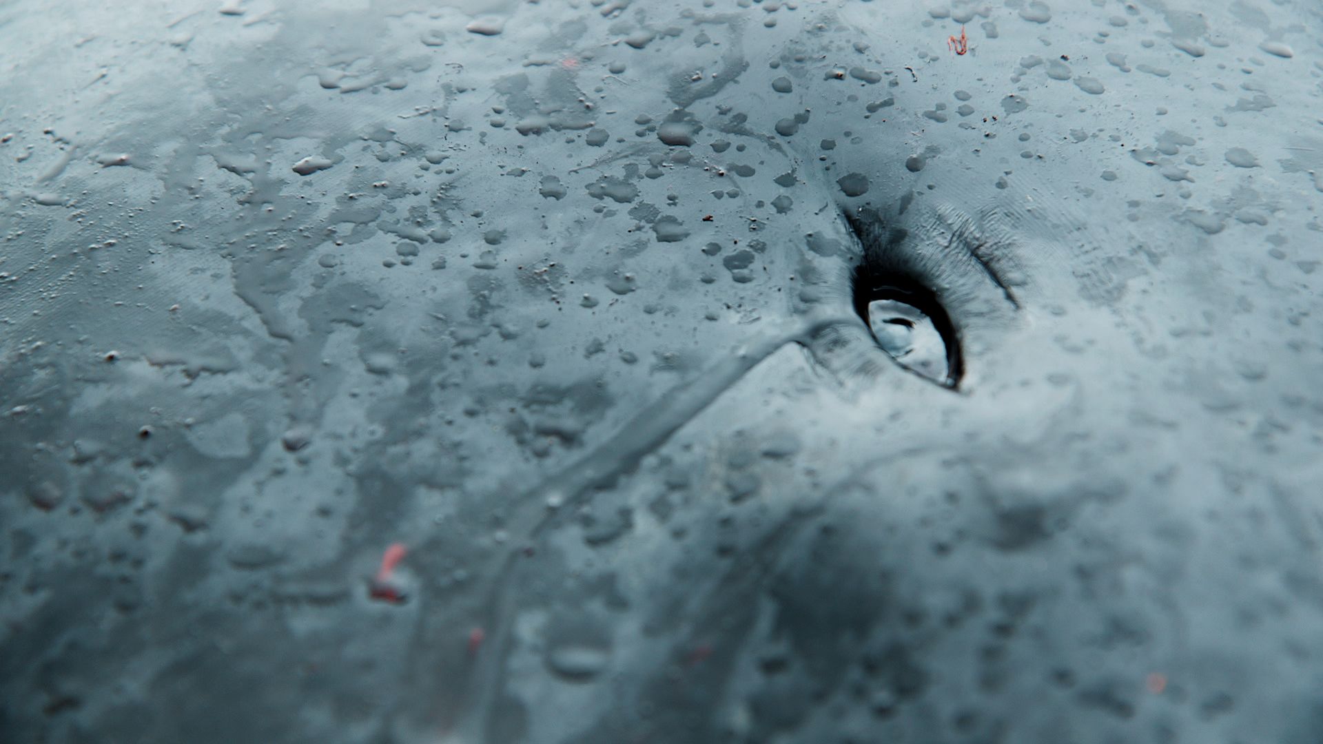 a-taste-of-whale-04.jpg