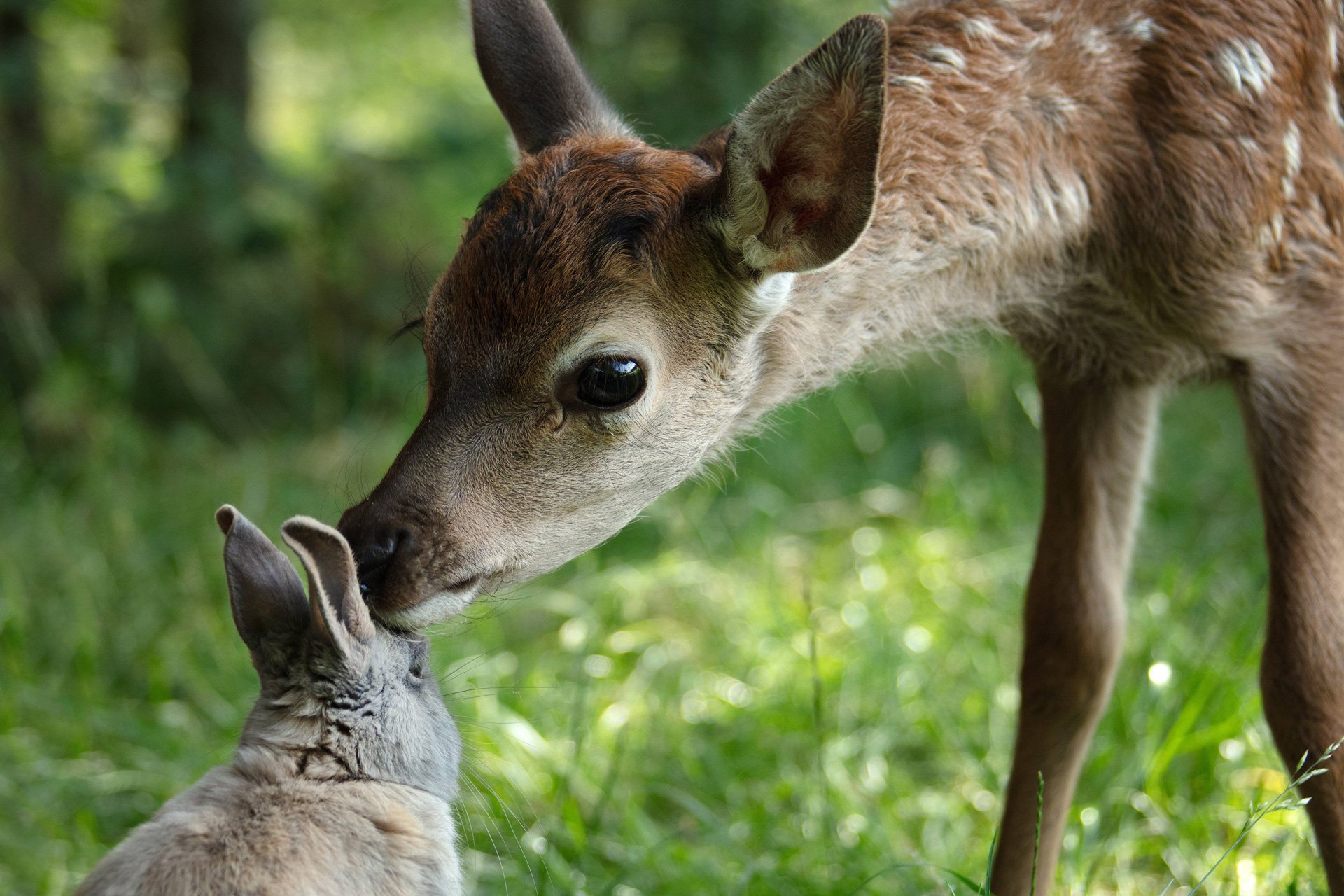 bambi-l-histoire-d-une-vie-dans-les-bois-02.jpg