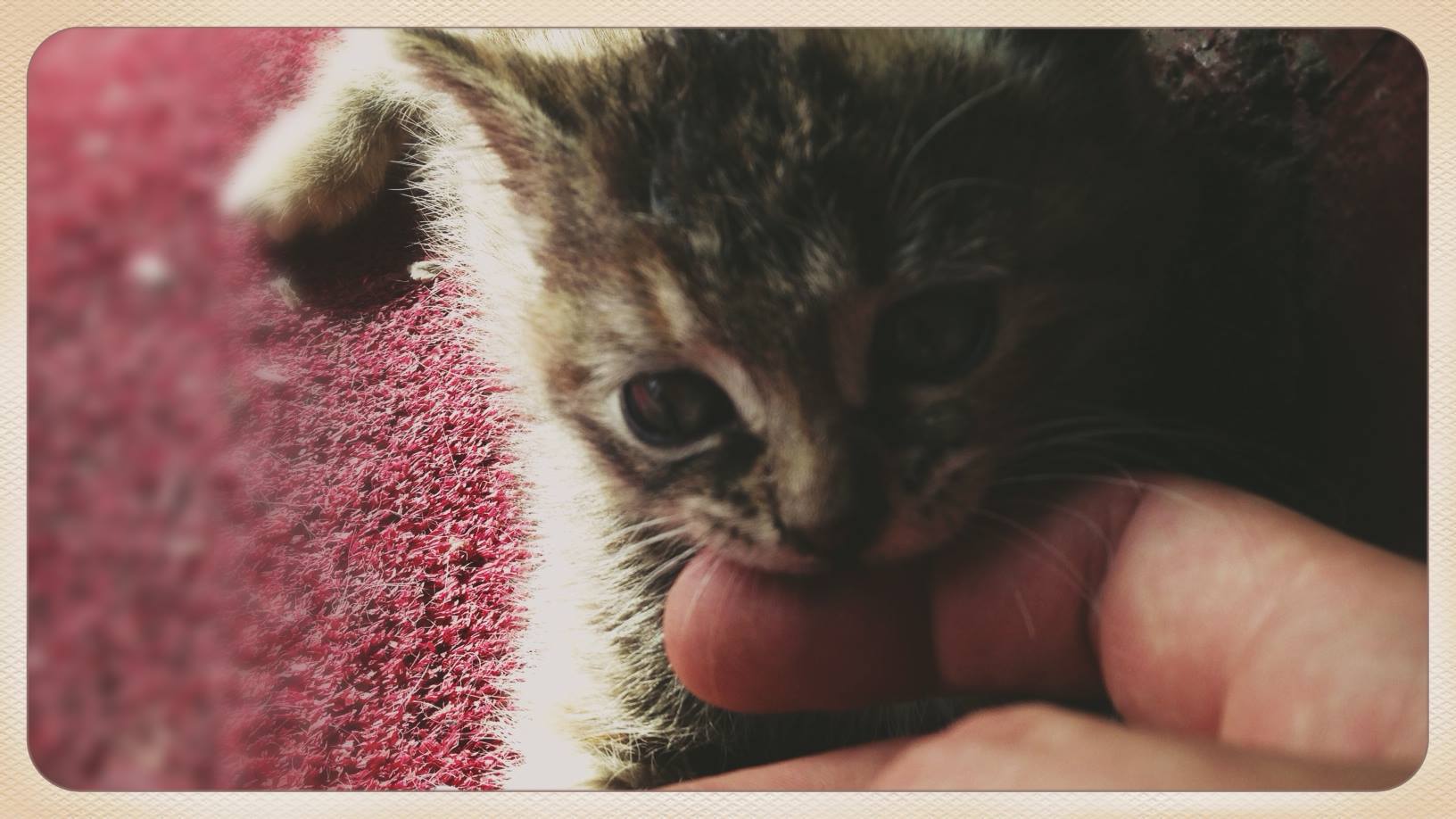 Kedi5.jpeg