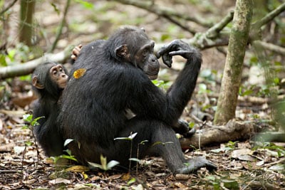 Chimpanzee5.jpg